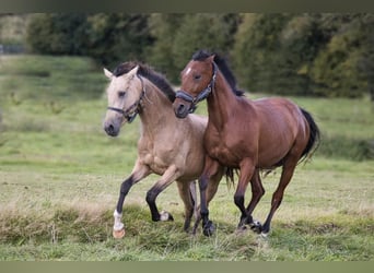 Andalusier, Sto, 3 år, 160 cm, Brun