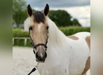 Andalusier, Sto, 3 år, 160 cm, Pinto