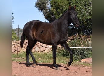 Andalusier, Sto, 3 år, 160 cm, Svart