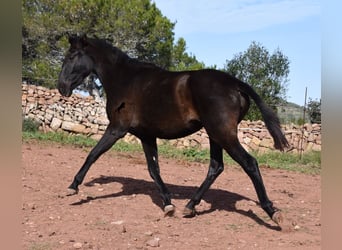 Andalusier, Sto, 3 år, 160 cm, Svart
