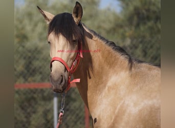 Andalusier, Sto, 3 år, Black