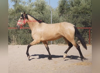 Andalusier, Sto, 3 år, Black