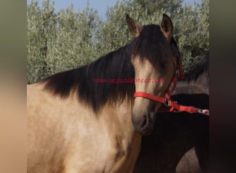 Andalusier, Sto, 3 år, Black
