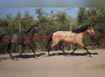Andalusier, Sto, 3 år, Black