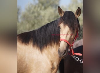 Andalusier, Sto, 3 år, Black