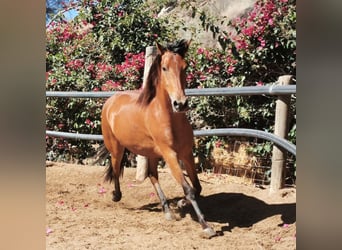 Andalusier, Sto, 4 år, 154 cm, Brun