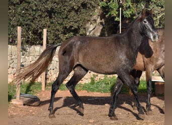 Andalusier, Sto, 4 år, 154 cm, Grå