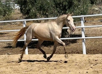 Andalusier, Sto, 4 år, 157 cm