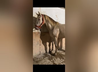 Andalusier, Sto, 4 år, 157 cm