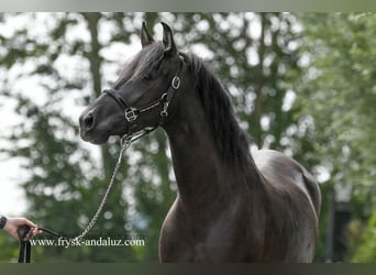 Andalusier, Sto, 5 år, 150 cm, Svart