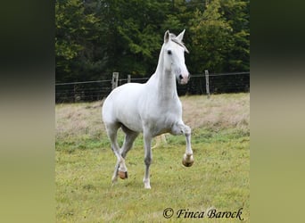 Andalusier, Stute, 5 Jahre, 155 cm, Schimmel