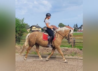 Andalusier Blandning, Sto, 5 år, 157 cm, Palomino