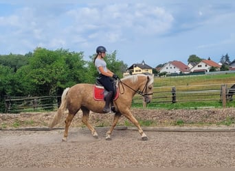 Andalusier Blandning, Sto, 5 år, 157 cm, Palomino