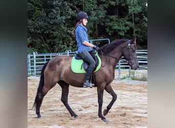 Andalusier, Sto, 5 år, 158 cm