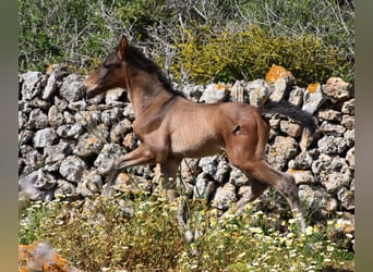 Andalusier, Sto, 5 år, 158 cm, Svart