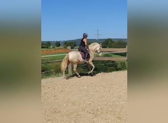 Andalusier, Sto, 5 år, 160 cm, Cremello