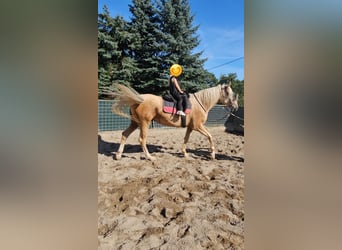 Andalusier, Sto, 5 år