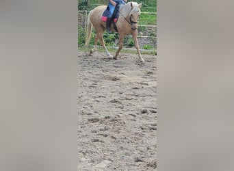Andalusier, Sto, 5 år