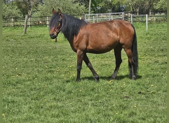 Andalusier, Stute, 6 Jahre, 158 cm, Brauner