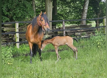 Andalusier, Stute, 6 Jahre, 158 cm, Brauner