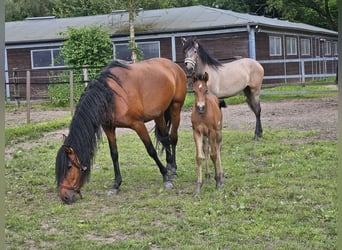 Andalusier, Stute, 6 Jahre, 158 cm, Brauner