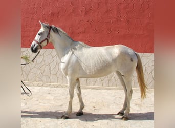 Andalusier, Sto, 6 år, 161 cm, Grå