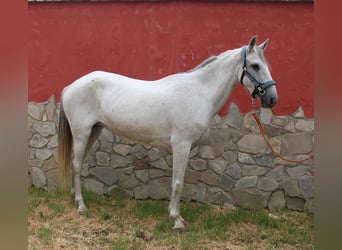Andalusier, Sto, 7 år, 152 cm, Grå-flugskimmel