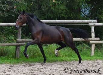 Andalusier, Sto, 7 år, 163 cm, Rökfärgad svart
