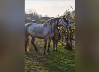 Andalusier Blandning, Sto, 7 år, 165 cm, Gråskimmel