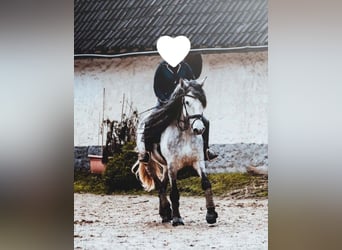 Andalusier Blandning, Sto, 7 år, 165 cm, Gråskimmel