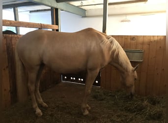 Andalusier Blandning, Sto, 8 år, 152 cm, Pärla