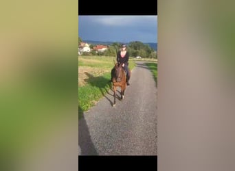 Andalusier, Sto, 8 år, 160 cm