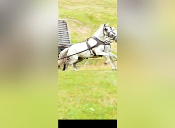 Andalusier, Sto, 8 år, 162 cm