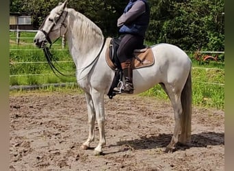 Andalusier, Sto, 8 år, 162 cm