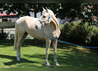 Andalusier Blandning, Sto, 9 år, 152 cm, Pärla