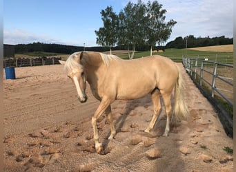 Andalusier Blandning, Sto, 9 år, 152 cm, Pärla