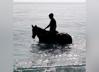 Andalusier, Sto, 9 år, 152 cm, Svart