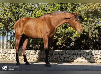 Andalusier, Sto, 9 år, 158 cm, Brun