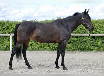 Andalusier, Sto, 9 år, 160 cm, Rökfärgad svart