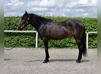 Andalusier, Sto, 9 år, 160 cm, Rökfärgad svart