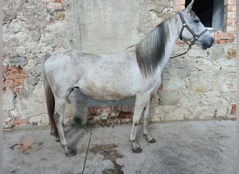 Andalusier, Stute, 10 Jahre, 148 cm, Fliegenschimmel