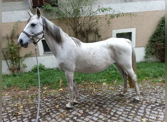 Andalusier, Stute, 10 Jahre, 148 cm, Schimmel
