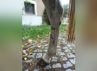 Andalusier, Stute, 10 Jahre, 148 cm, Schimmel