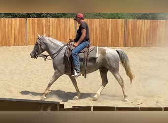 Andalusier Mix, Stute, 10 Jahre, 150 cm, Schimmel