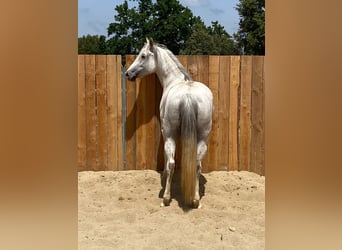 Andalusier Mix, Stute, 10 Jahre, 150 cm, Schimmel