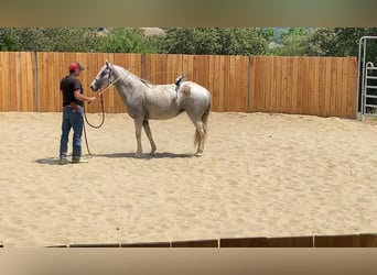 Andalusier Mix, Stute, 10 Jahre, 150 cm, Schimmel