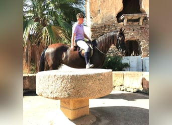 Andalusier, Stute, 10 Jahre, 152 cm, Rappe