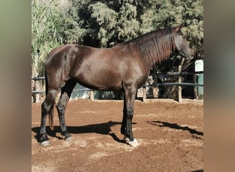 Andalusier, Stute, 10 Jahre, 152 cm, Rappe
