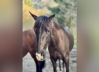 Andalusier, Stute, 10 Jahre, 152 cm, Schwarzbrauner