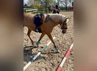 Andalusier, Stute, 10 Jahre, 153 cm, Palomino